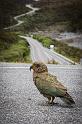 016 Arthur's Pass, Kea